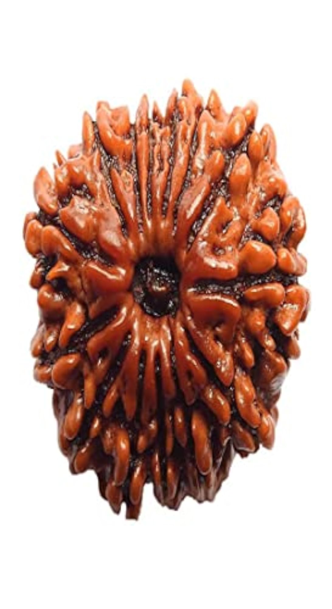 Genuine Thirteen Mukhi Rudraksha, Lab Tested